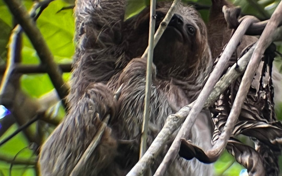 I Bradipi: curiosi abitanti delle foreste pluviali costaricane