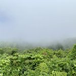 Monteverde Cloud Forest