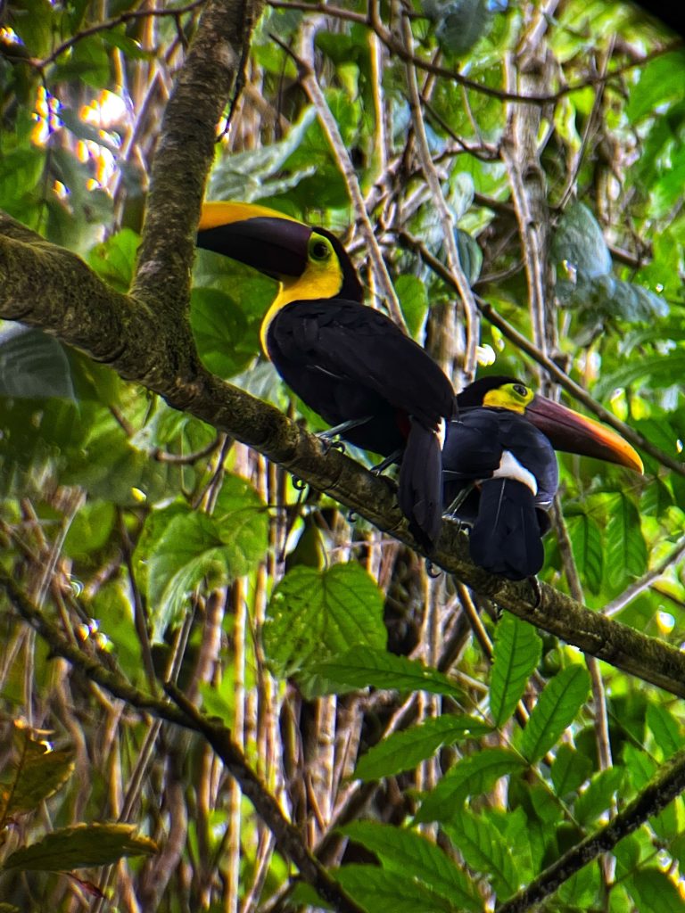Tucano