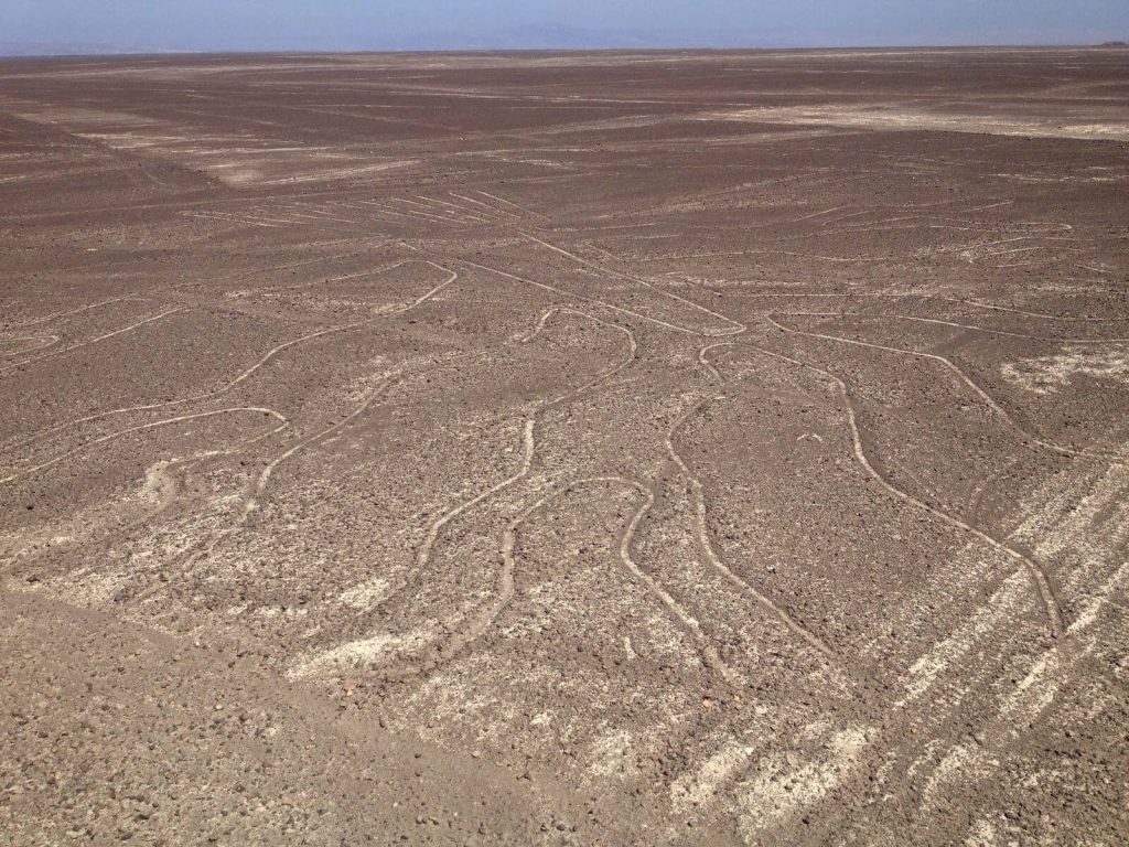 Albero, Linee di Nazca