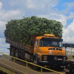 Camion di banane
