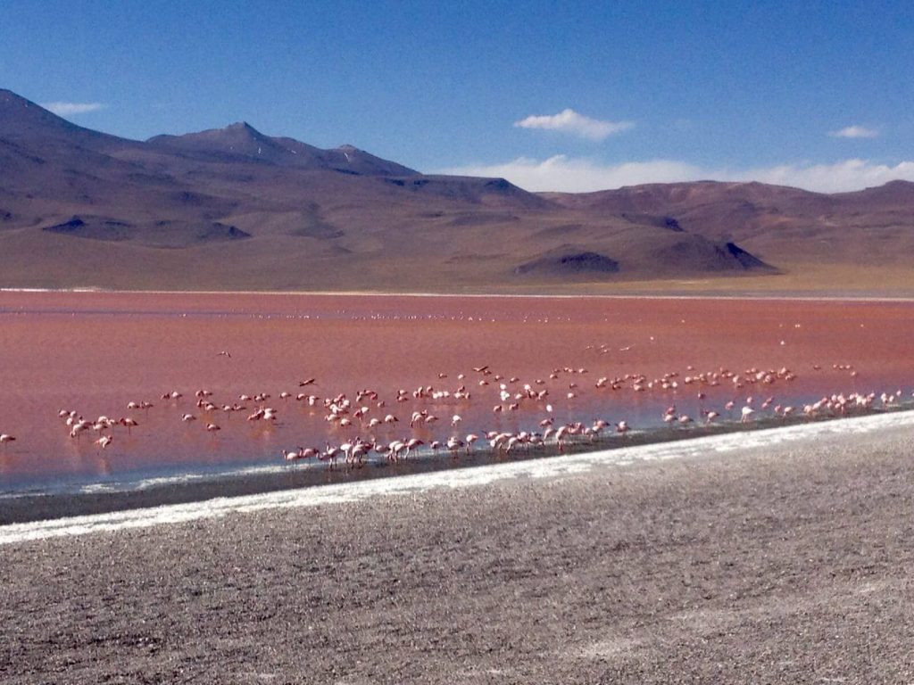 Fenicotteri Rosa, Laguna Colorada