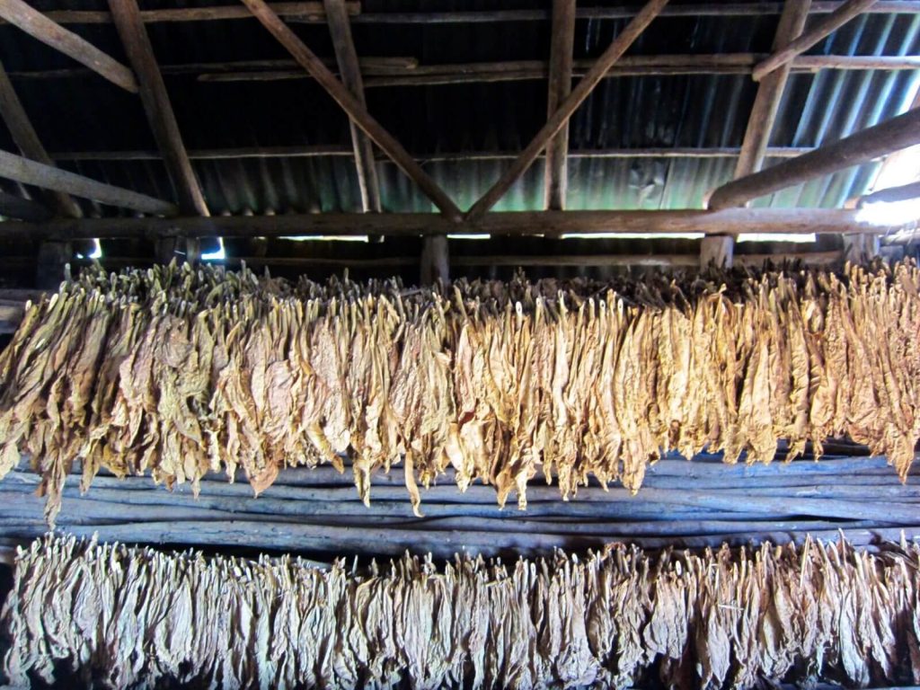 Foglie di tabacco in essiccazione