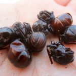 Formiche culone, un concentrato di proteine
