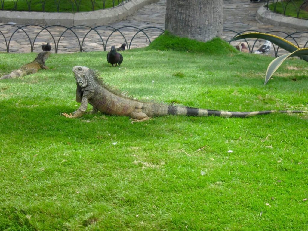Una delle tante iguane presenti nel parco del centro cittadino