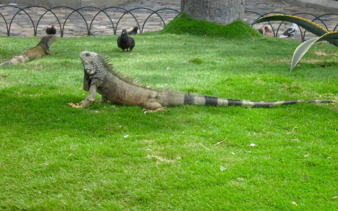 Cosa vedere a Guayaquil, Ecuador