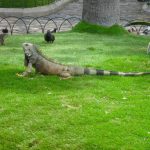 Una delle tante iguane presenti nel parco del centro cittadino