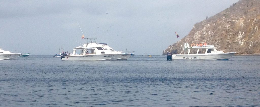Imbarcazioni per il whale watching