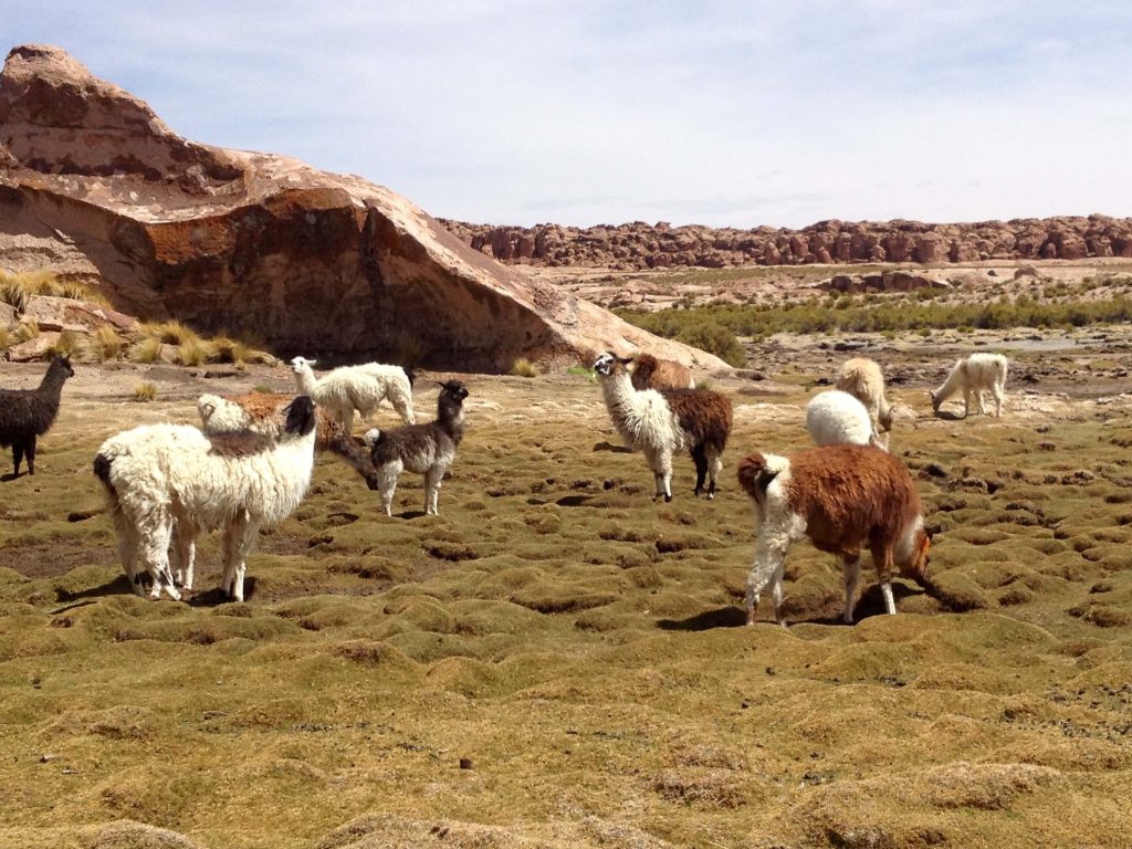 Gli inconfondibili lama boliviani