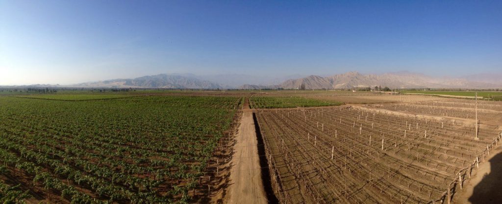 La vendemmia a Ica si fa nel mese di Marzo