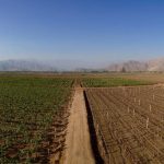 La vendemmia a Ica si fa nel mese di Marzo