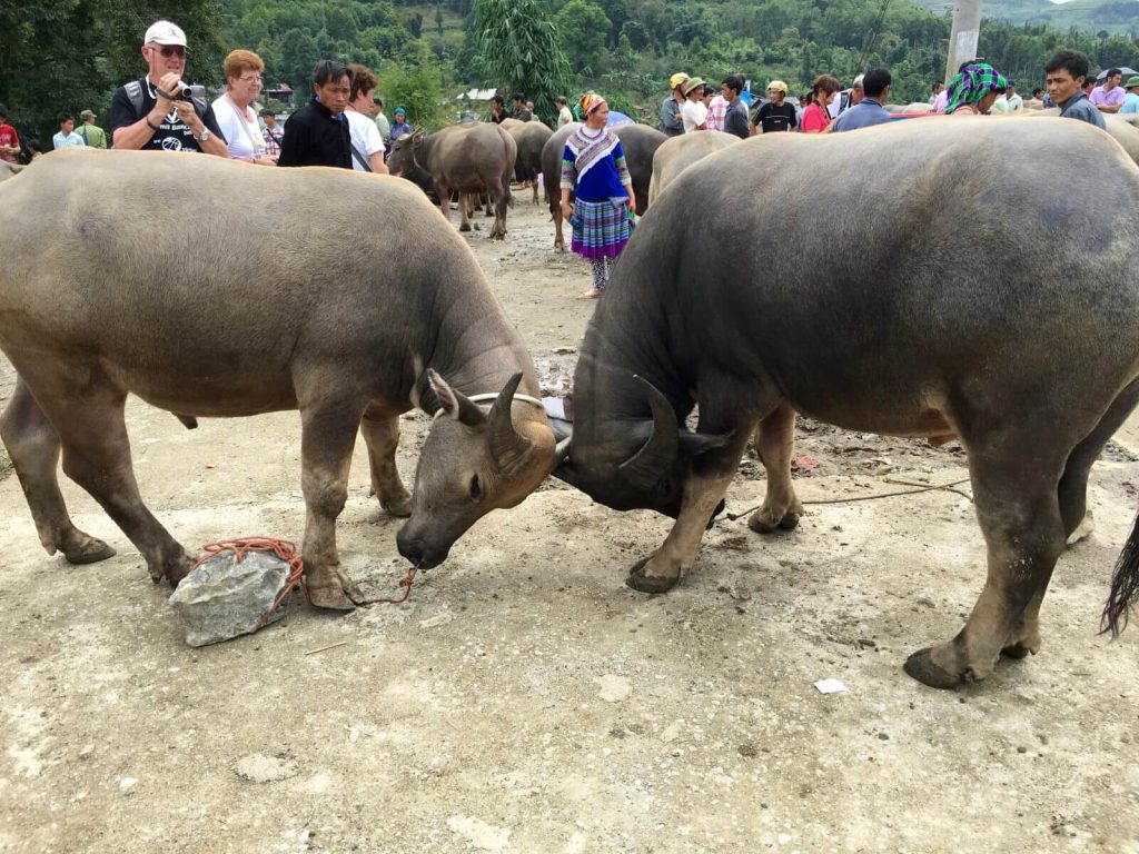 Bac Ha: mercato dei buoi