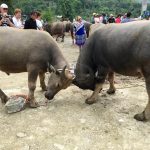 Bac Ha: mercato dei buoi