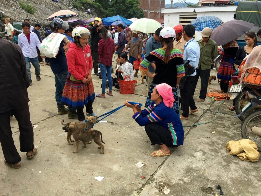 Bac Ha: mercato dei cani