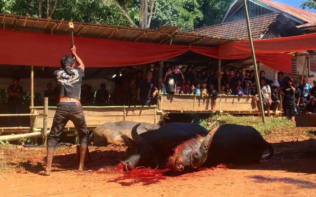 Il Rambu Solo – Il Rituale di Sepoltura Toraja, Sulawesi, Indonesia