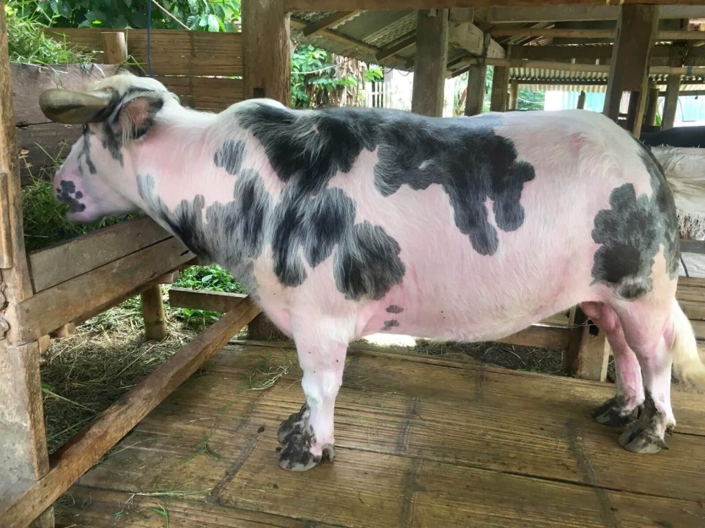 Bufalo albino