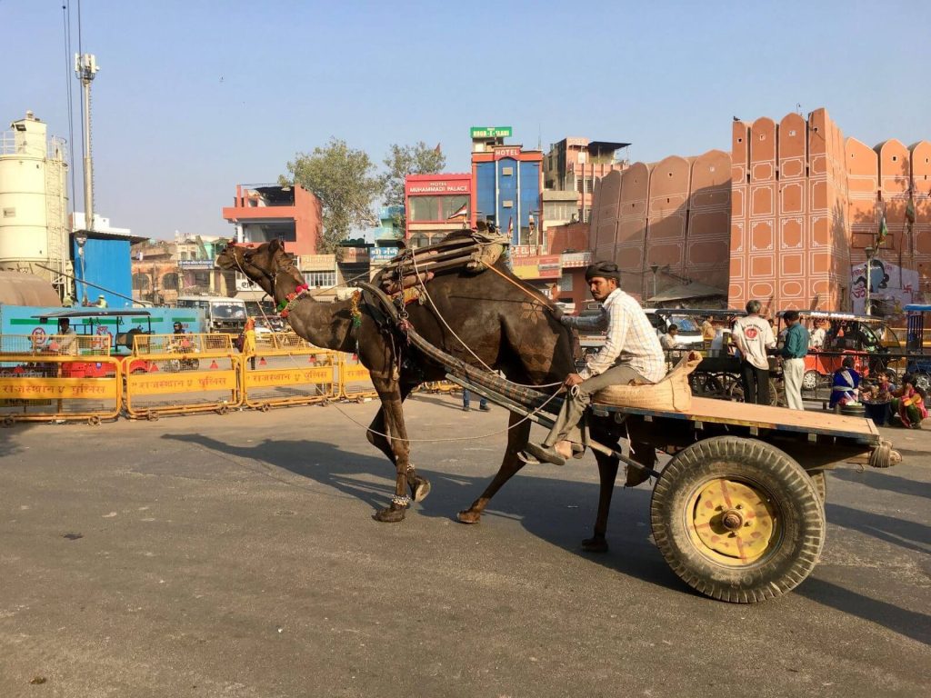 A Jaipur è facile incontrare cammelli e elefanti per strada