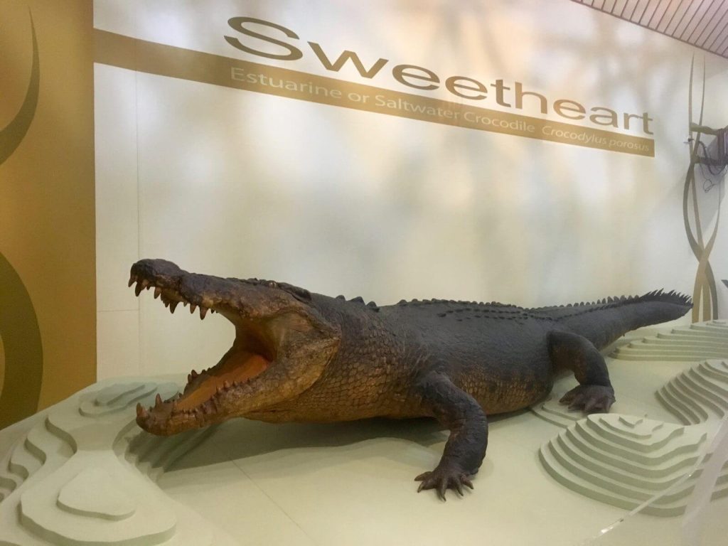 Coccodrillo Sweetheart