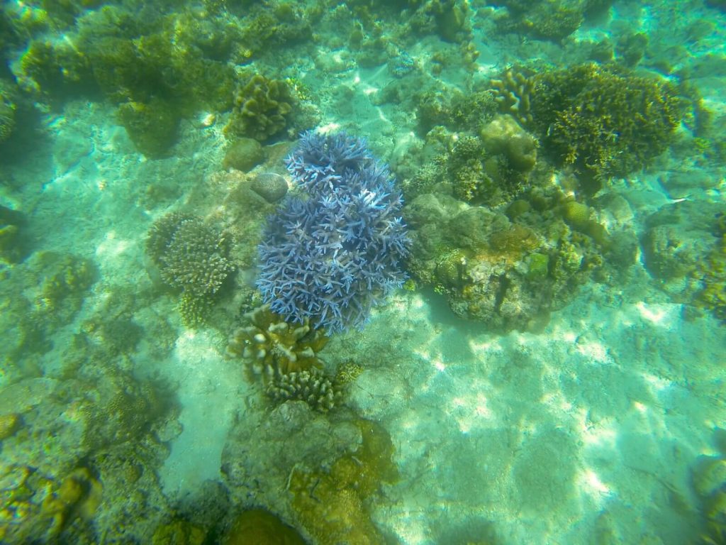Corallo Blu, Isole Gili