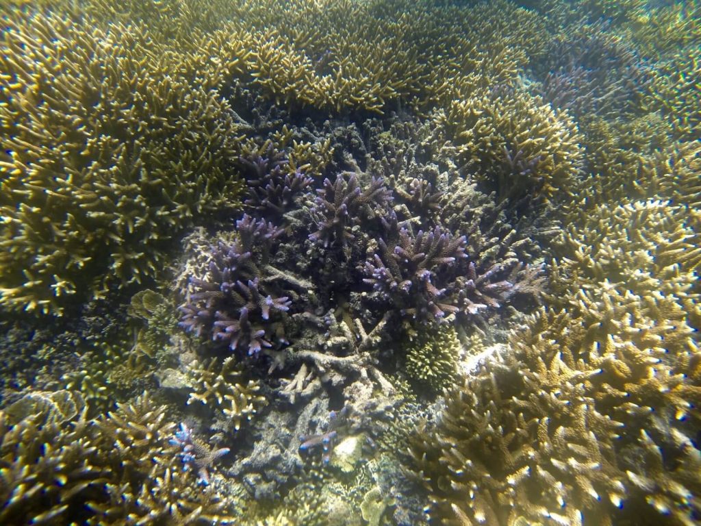 Corallo Viola, Isole Gili