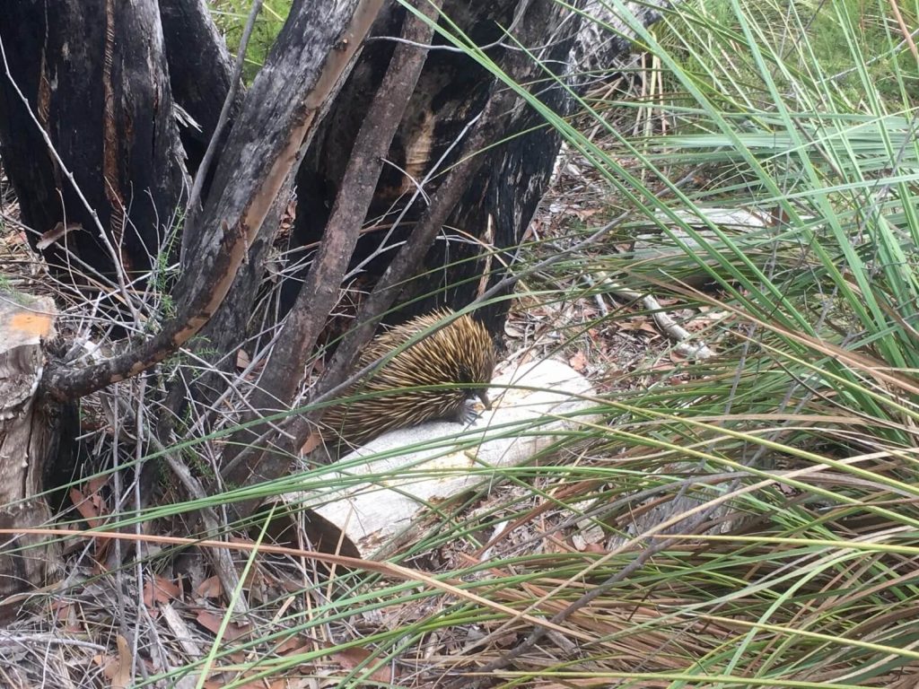 L'echidna intenta a mangiare formiche