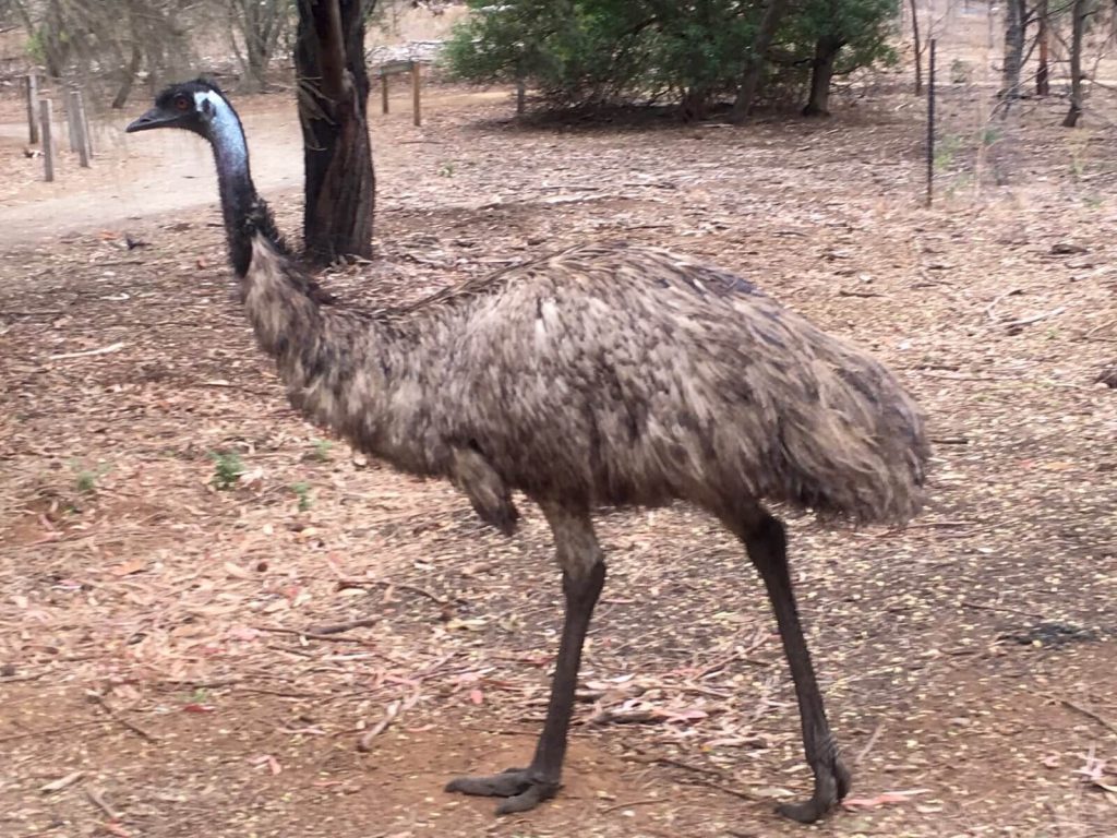 Emù, Tower Hill Reserve