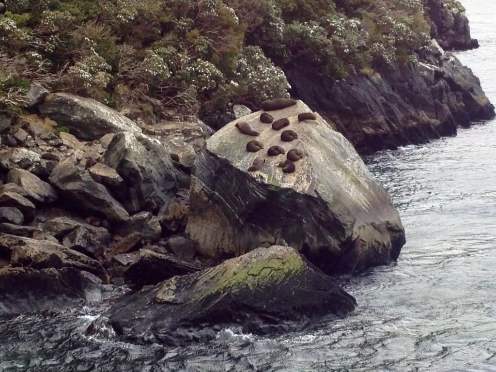 Foche che crogiolano fuori dall'acqua