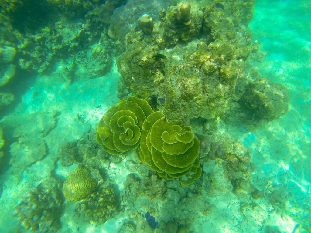 Snorkeling, Phi Phi Island