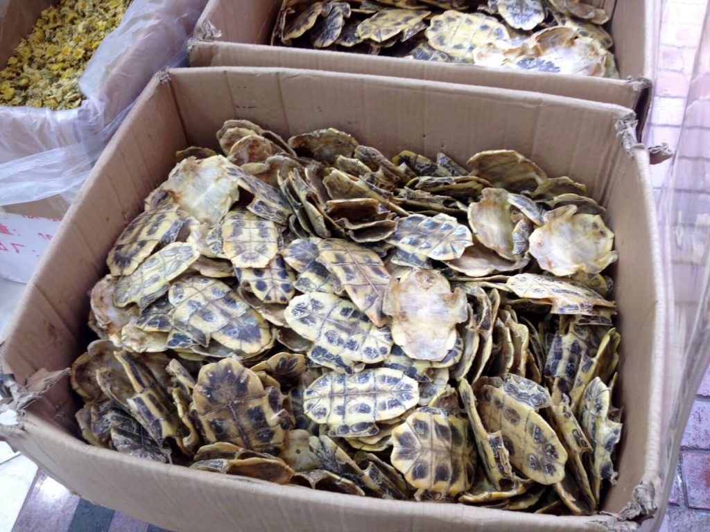 Gusci di tartaruga