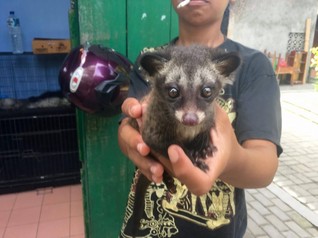 Il Luwak