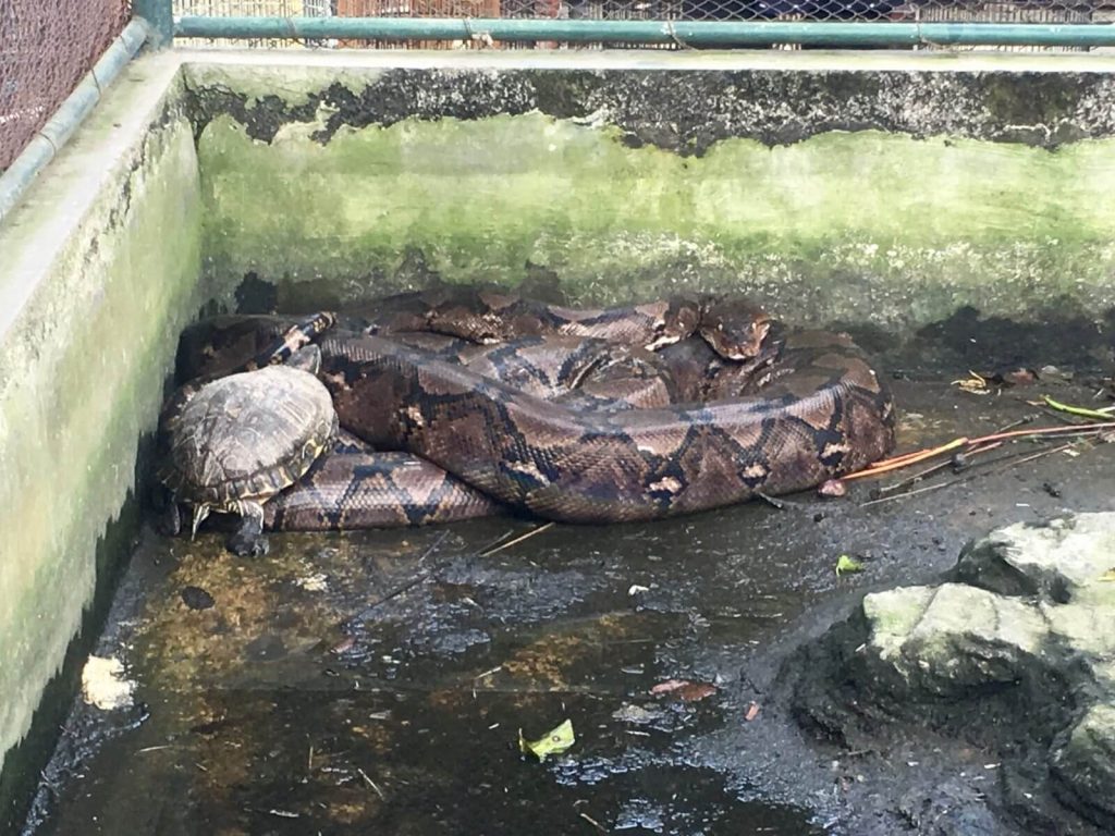 Il serpente e la tartaruga