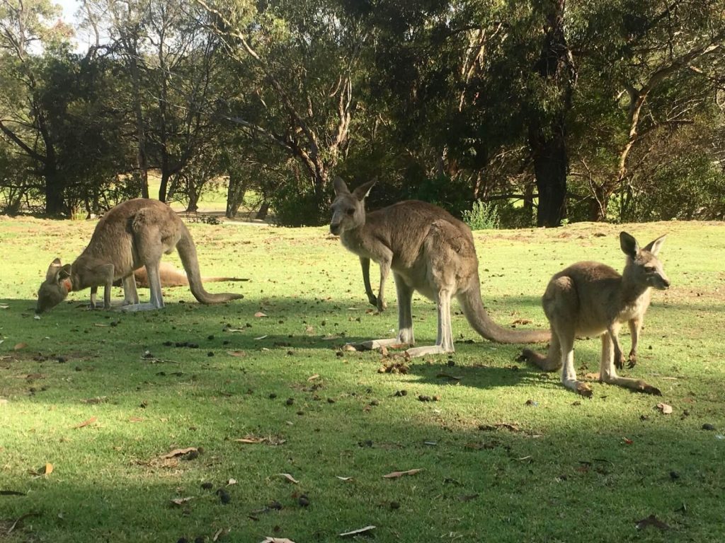 Kanguri nel campo da golf di Anglesea
