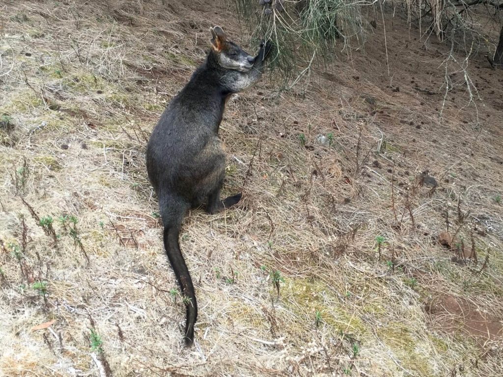 Kanguro, Tower Hill Reserve