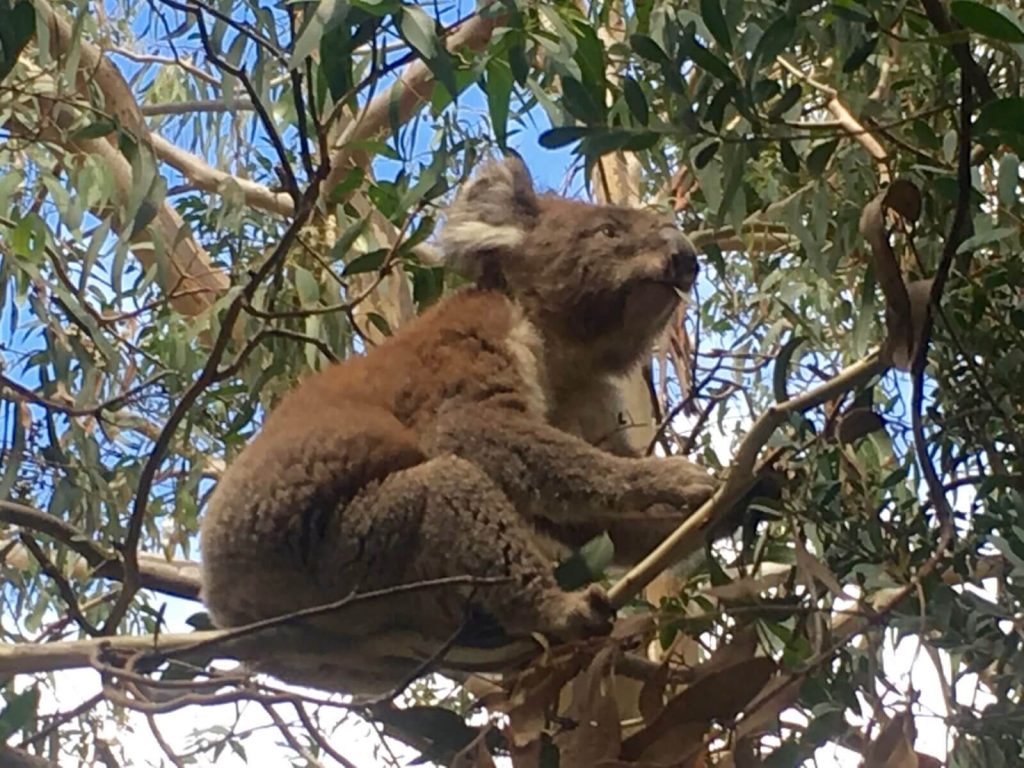 Koala mentre fa la cosa che più gli piace: drogarsi di l'eucalipto...!