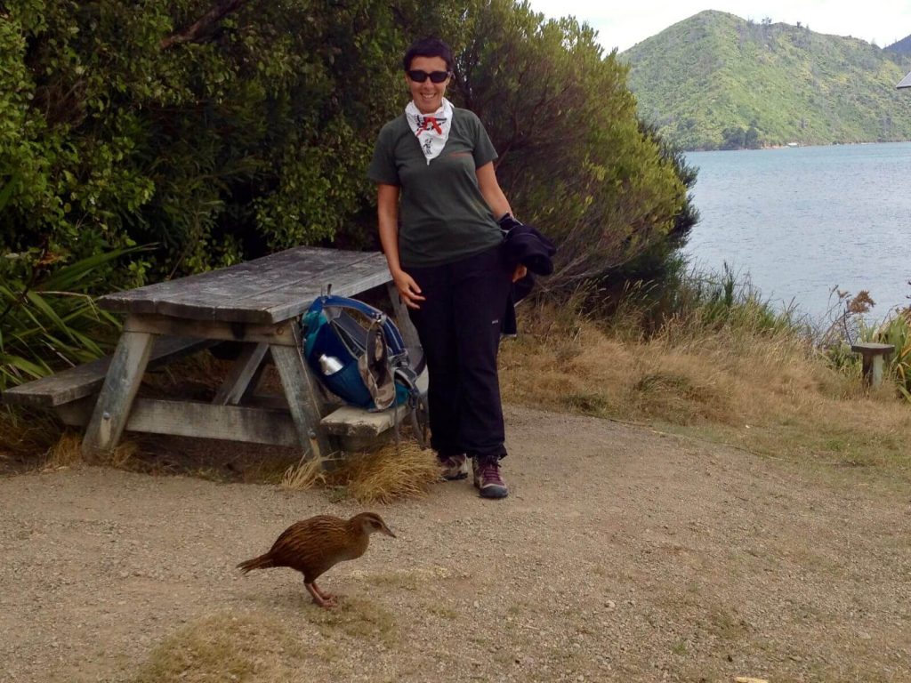 Una capra con il Weka