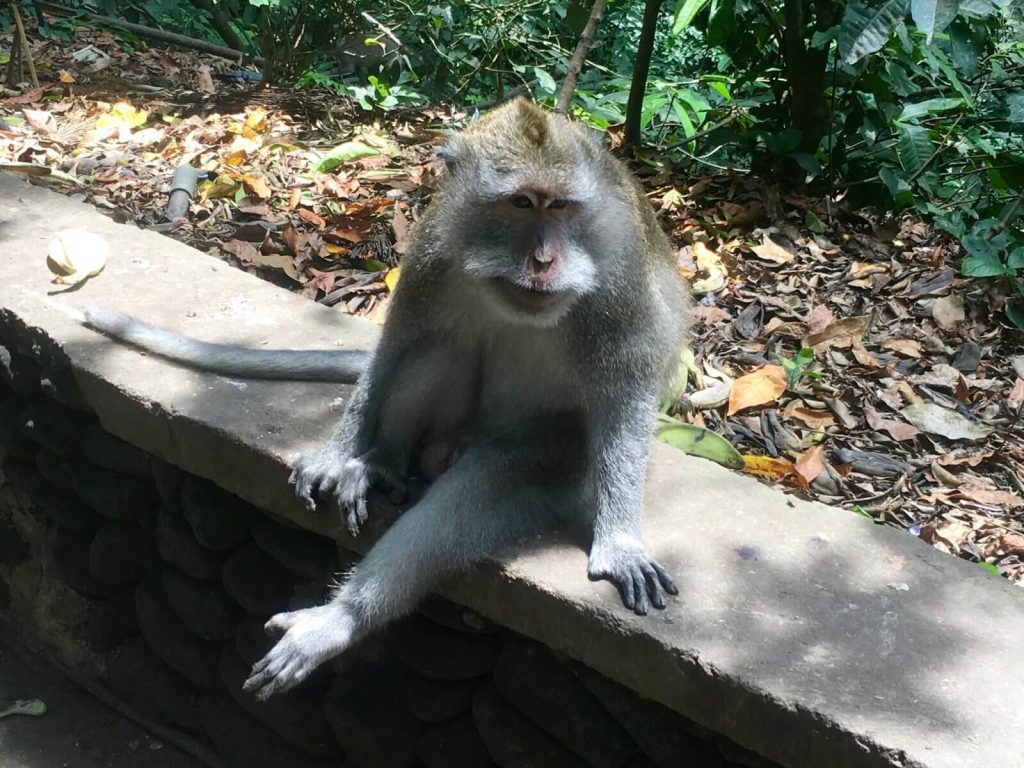 Macaco Balinese