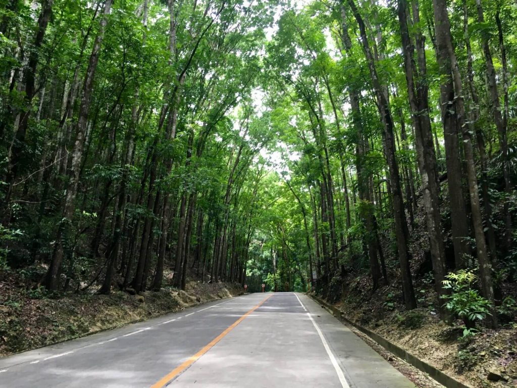 Man Made Forest