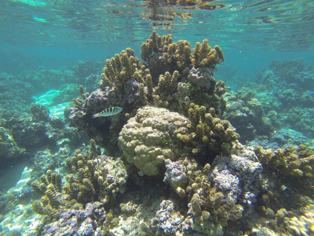 Corallo di Moorea, Polinesia Francese