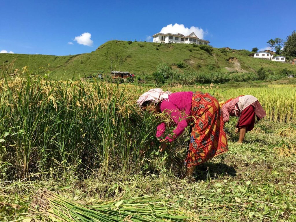 Mondina nepalese