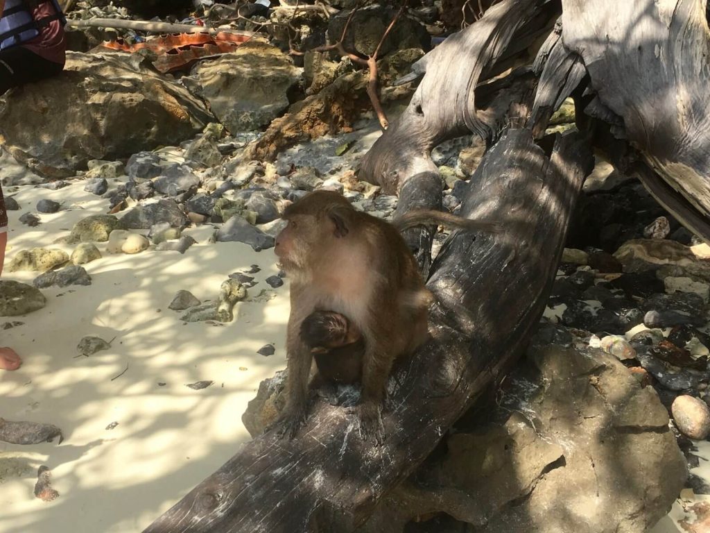 Monkey Beach