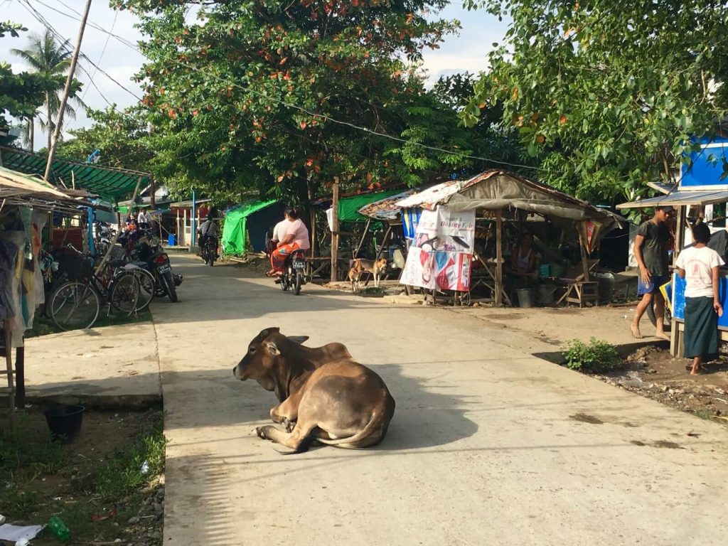 Mucca agiata per le strade di Dalah