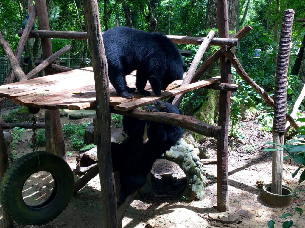 Orsi al Tat Kuang Si Bear Rescue Centre