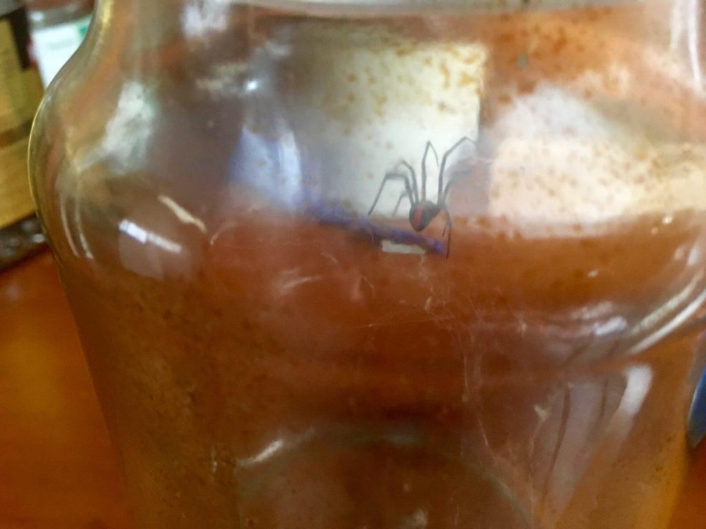 Redback spider, uno dei 5 ragni più velenosi al mondo.