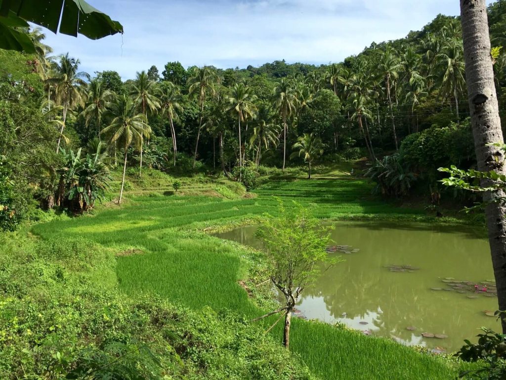 Rice terraces