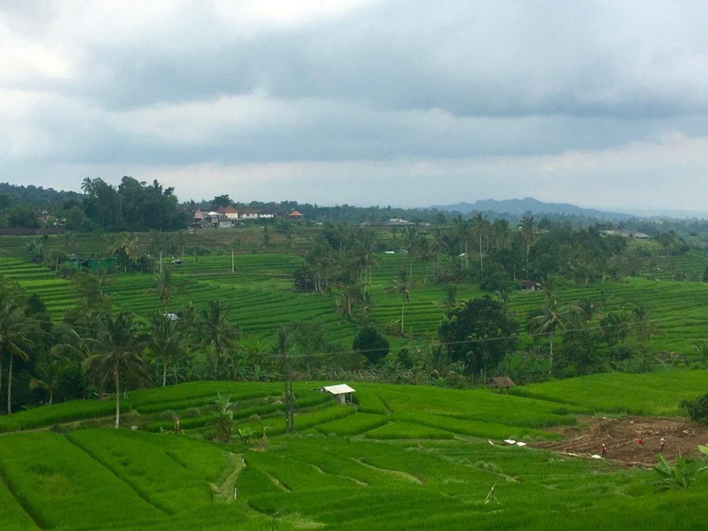 Risaie Jatiluwih