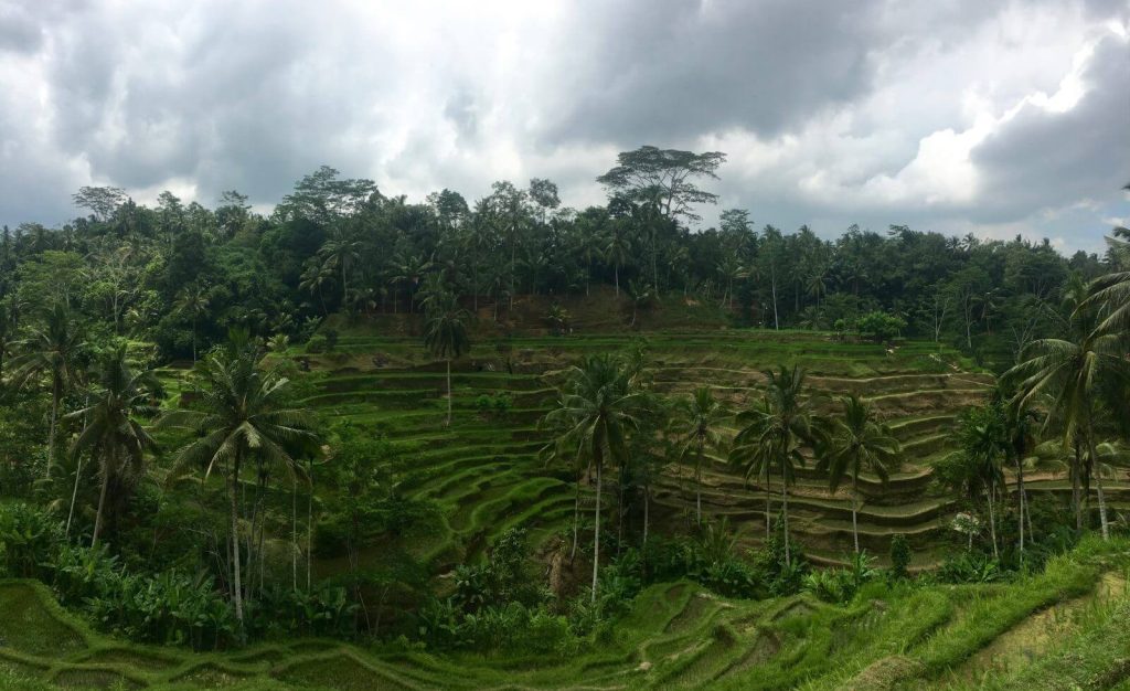 Risaie Tegallalang