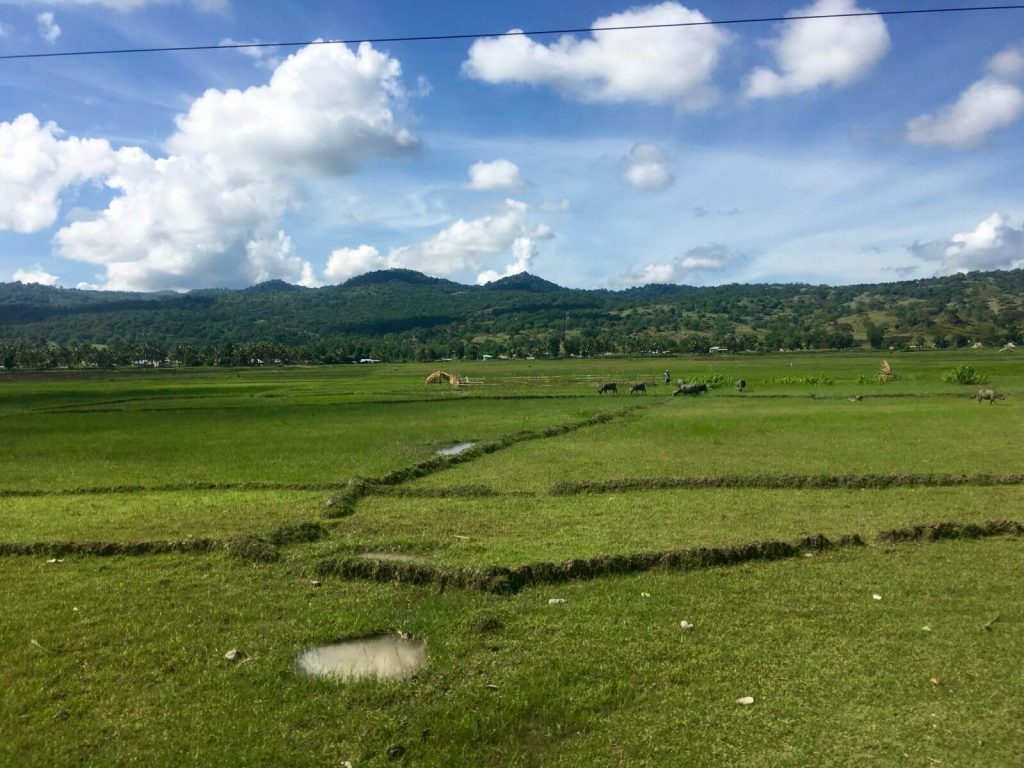 Risaie di Timor Est