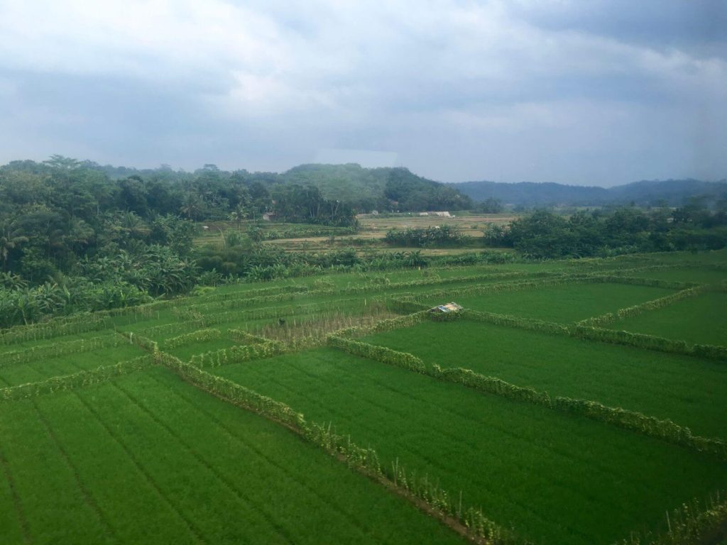 Risaie tra Yogyakarta e Jakarta