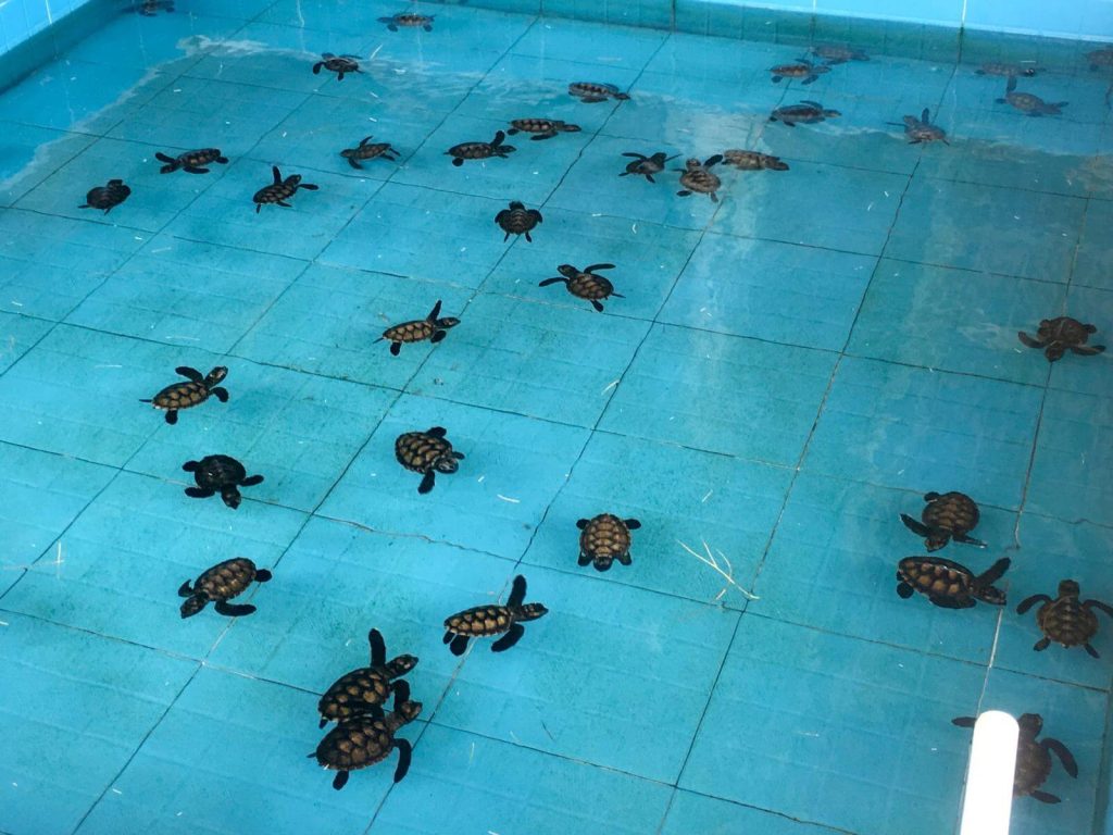 Riserva per la conservazione delle tartarughe