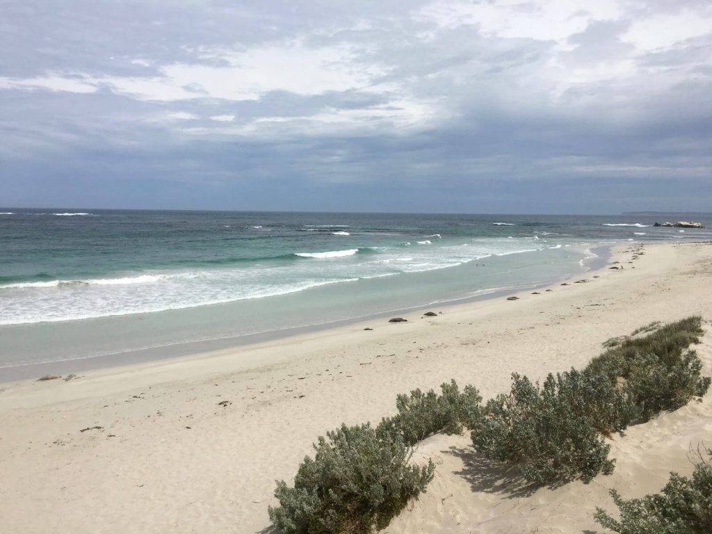 Seal Bay, con le foche spiaggiate